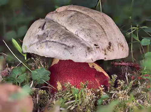 Aktuelle Termine, Rubroboletus satanas, Satanspilz