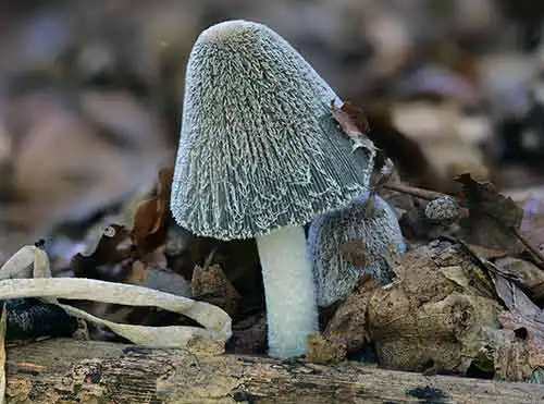 Firmen-Events, im Titelbild Coprinopsis lagopus, die Hasenpfote