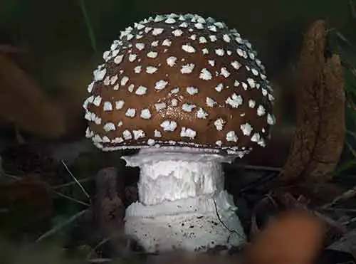 Pilz-Exkursionen, Amanita pantherina, Pantherpilz
