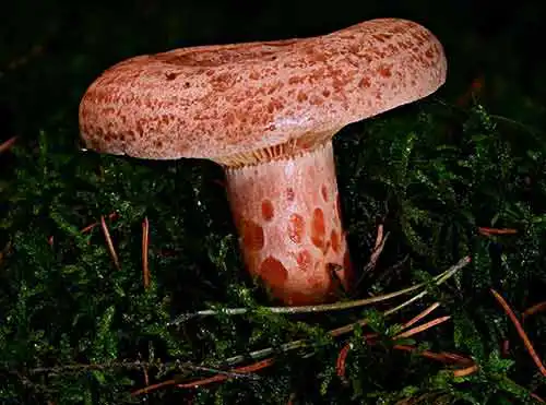 PilzCoach für Kinder, Titelbild ist Lactarius deliciosus, der Edelreizker