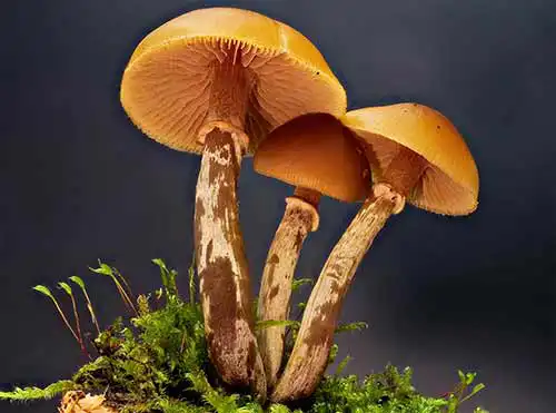 PSV-Prüfungsvorbereitung, Titelbild ist Galerina marginata, der Gifthäubling