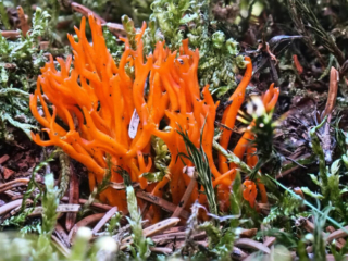 Calocera viscosa – Klebriger Hörnling, oder Ziegenbart, oder Zwergerlfeuer genannt