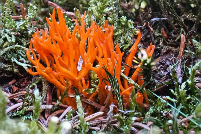 Calocera viscosa – Klebriger Hörnling, oder Ziegenbart, oder Zwergerlfeuer genannt