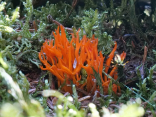 Calocera viscosa – Klebriger Hörnling, typische Wuchsform und Färbung