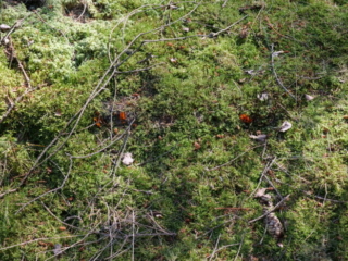 Calocera viscosa – Klebriger Hörnling, Fundort im Moos eines Fichtenwaldes