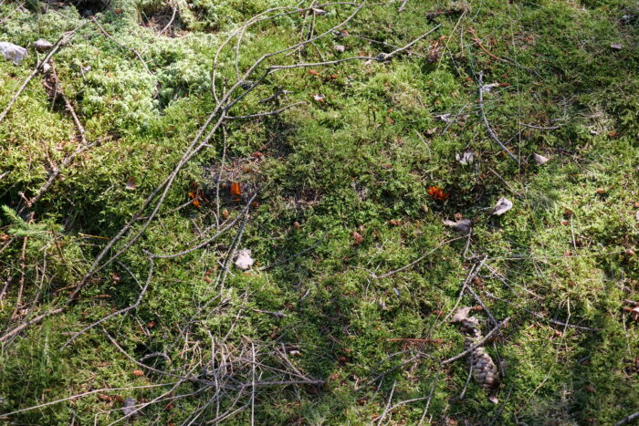 Calocera viscosa – Klebriger Hörnling, Fundort im Moos eines Fichtenwaldes