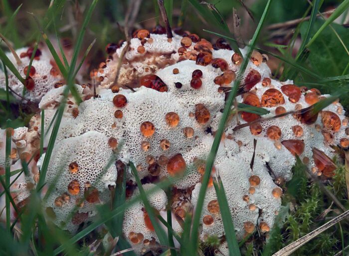 Abortiporus biennis – Rötender Saftwirrling, Makroaufnahme, rotbraune Guttationstropfen auf den Pilz