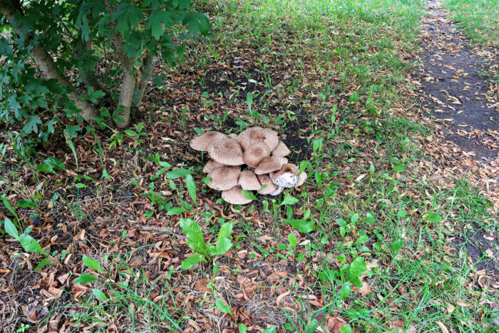 Agaricus bohusii – Spindelfüßiger Champignon, Fundort am Wegrand einer Parkanlage