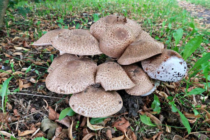 Agaricus bohusii – Spindelfüßiger Champignon, diesen Pilz findet man nicht alle Tage