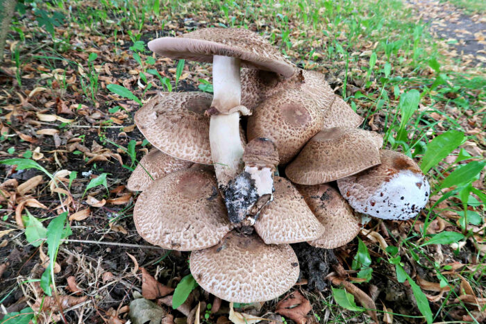 Agaricus bohusii – Spindelfüßiger Champignon, das Exemplar rechts befindet sich schon in der Zersetzung