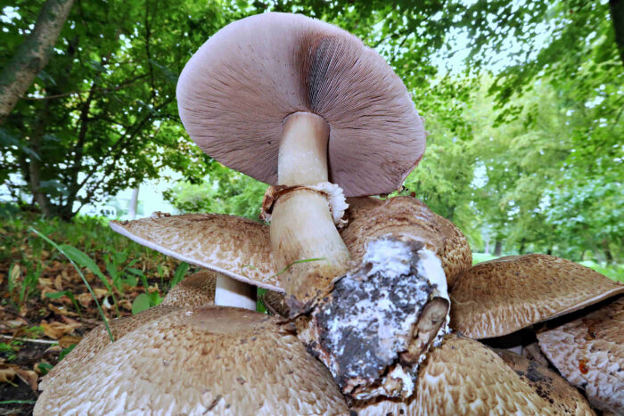 Agaricus bohusii – Spindelfüßiger Champignon, Blick in die Lamellen, der Ring ist hängend