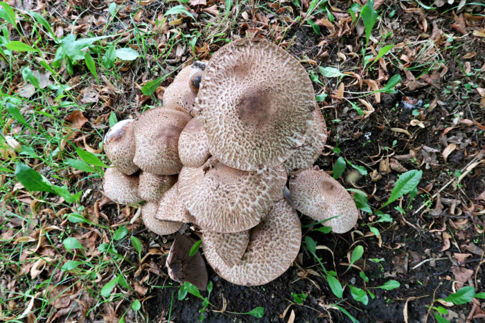 Agaricus bohusii – Spindelfüßiger Champignon, die 20 cm großen Hüte sind dunkel geschuppt