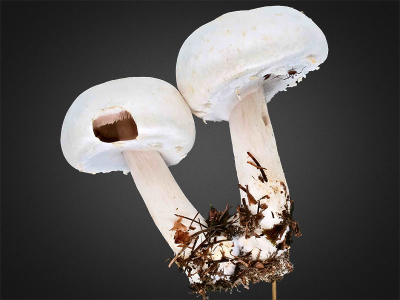 Agaricus essettei – Schiefknolliger Anis-Champignon, Pilzschule-Vogtland