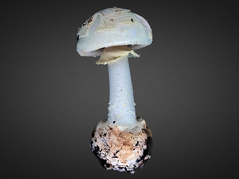 Amanita citrina – Gelber Knollenblätterpilz