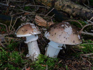 Amanita excelsa &ndash; Grauer Wulstling, der Hut ist mit abwischbaren, flachen Flocken besetzt