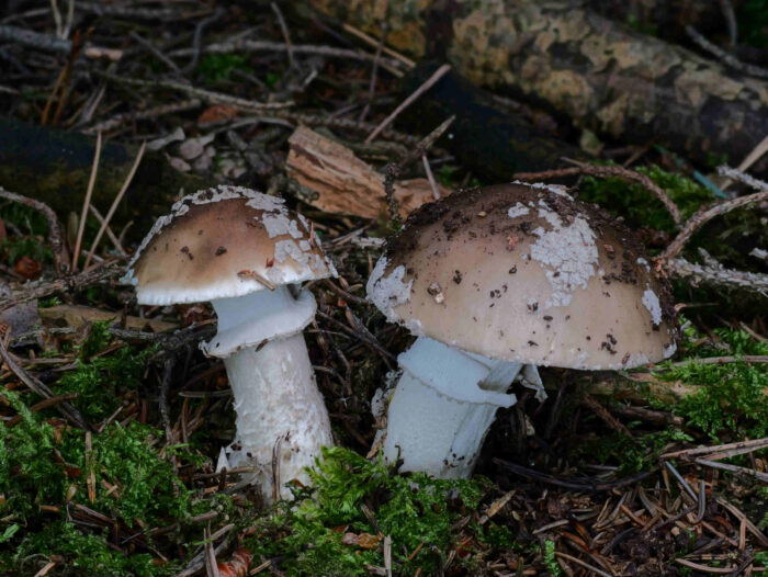 Amanita excelsa – Grauer Wulstling, der Hut ist mit abwischbaren, flachen Flocken besetzt