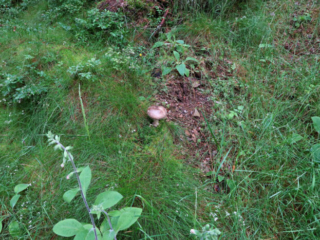 Amanita excelsa &ndash; Grauer Wulstling, Fundort dieses Prachtexemplars ist ein Wegrand