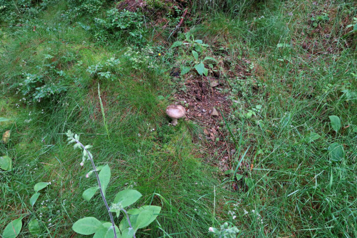 Amanita excelsa – Grauer Wulstling, Fundort dieses Prachtexemplars ist ein Wegrand