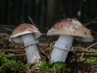 Amanita excelsa &ndash; Grauer Wulstling, Gruppe im Fichtenhochwald, typische Hutfarbe und Beflockung, die Manschette am Stiel ist gerieft