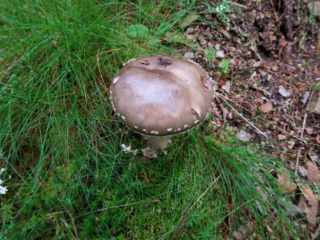 Amanita excelsa &ndash; Grauer Wulstling, die Velumflocken in Hutmitte sind durch Regen abgewaschen