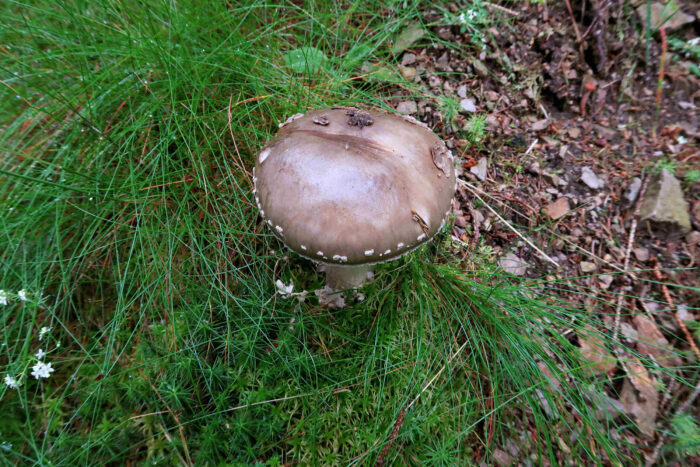 Amanita excelsa – Grauer Wulstling, die Velumflocken in Hutmitte sind durch Regen abgewaschen