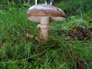 Amanita excelsa &ndash; Grauer Wulstling, ein Prachtexemplar mit allen typischen Merkmalen