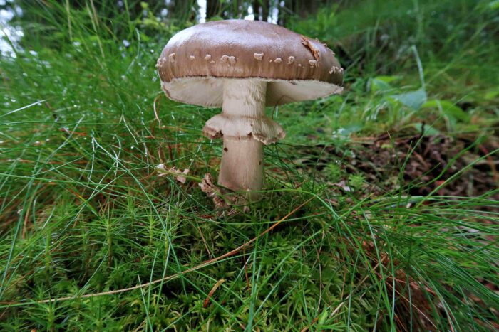 Amanita excelsa – Grauer Wulstling, ein Prachtexemplar mit allen typischen Merkmalen