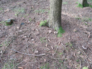 Amanita excelsa &ndash; Grauer Wulstling, ist meist in Gruppen zu finden