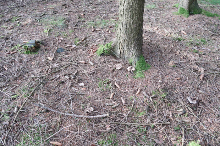 Amanita excelsa – Grauer Wulstling, ist meist in Gruppen zu finden