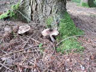 Amanita excelsa &ndash; Grauer Wulstling, Gruppe im Fichtenhochwald