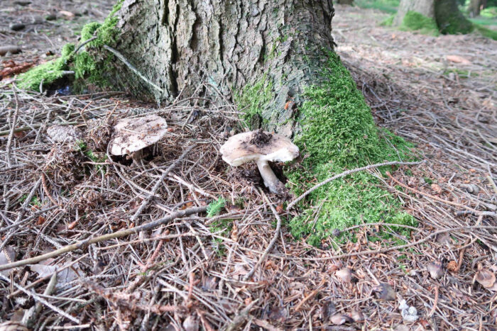 Amanita excelsa – Grauer Wulstling, Gruppe im Fichtenhochwald