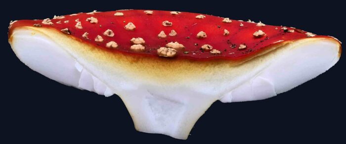 Amanita muscaria – Fliegenpilz, unter der roten Hutdeckschicht ist das Fleisch gelb