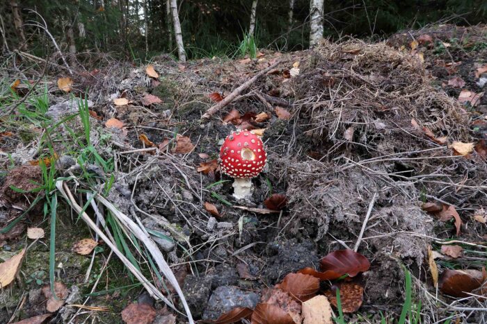 Amanita muscaria – Fliegenpilz, schönes Exemplar am Waldrand