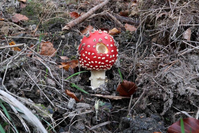 Amanita muscaria – Fliegenpilz, junges Exemplar, mit den typischen, weißem Velumflocken auf dem Hut