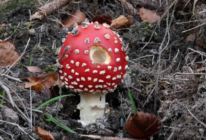 Amanita muscaria – Fliegenpilz, einfach nur ein schöner Pilz