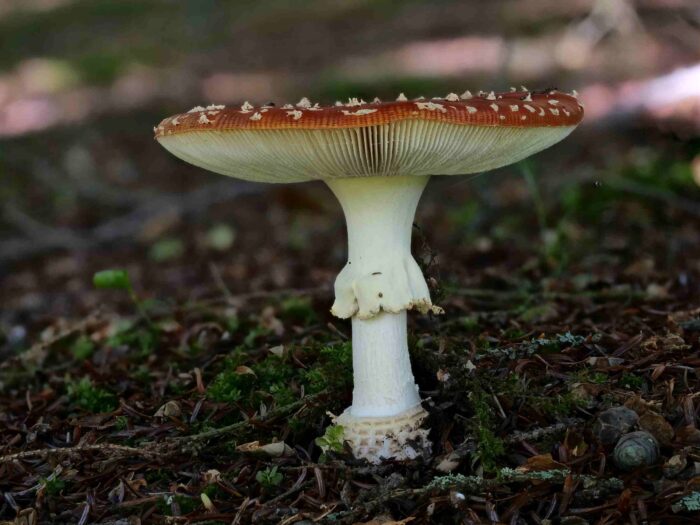 Amanita muscaria – Fliegenpilz, Musterpilz, welche alle typischen Merkmale zeigt