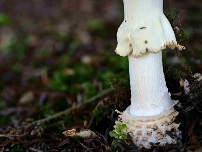 Amanita muscaria – Fliegenpilz, die hängende Manschette ist glatt ohne Riefen