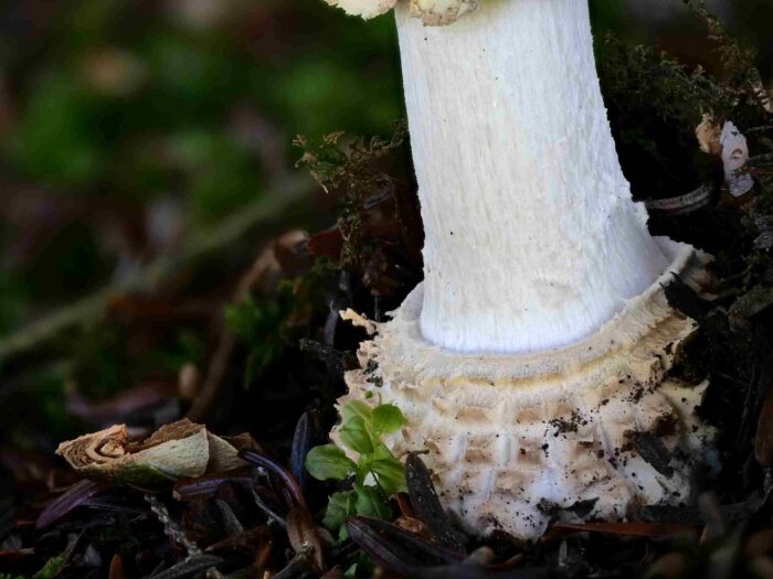 Amanita muscaria – Fliegenpilz, ganz typische, mustergültige Form der mit einem Ring abgesetzten Knolle