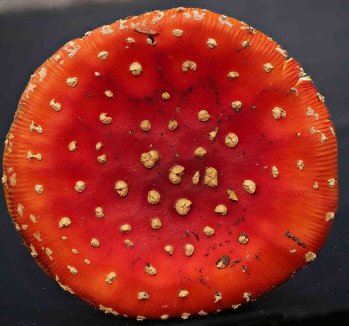 Amanita muscaria – Fliegenpilz, typische Hutfarbe und weißgraue, teils kegelförmige Velumflocken