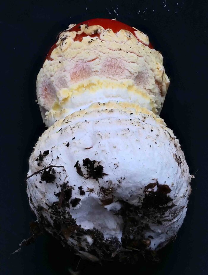 Amanita muscaria – Fliegenpilz, ganz junger Pilz, noch mit geschlossenem Hut