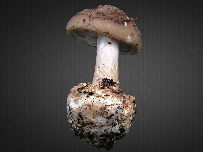 Amanita porphyria – Porphyrbrauner Wulstling, Pilzschule-Vogtland