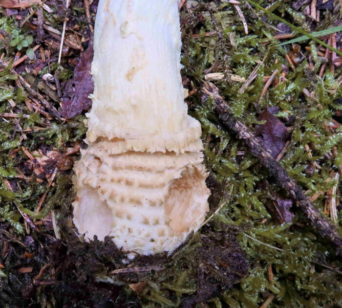 Amanita regalis – Königs-Fliegenpilz, die Stielknolle zeigt mehrere, flockig-geschuppte Gürtel