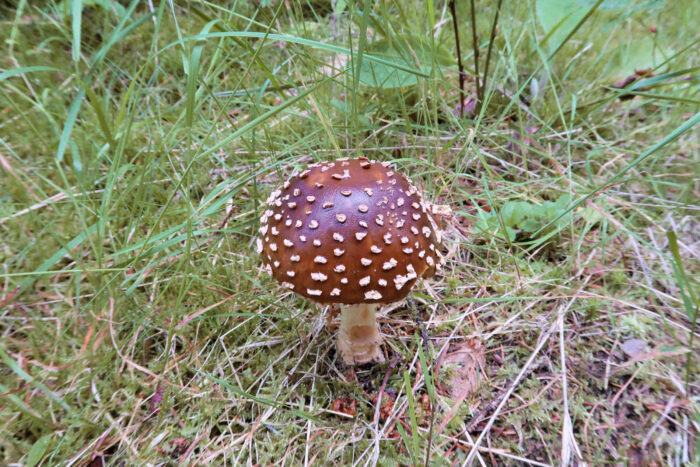 Amanita regalis – Königs-Fliegenpilz, typisches, wunderschönes Exemplar