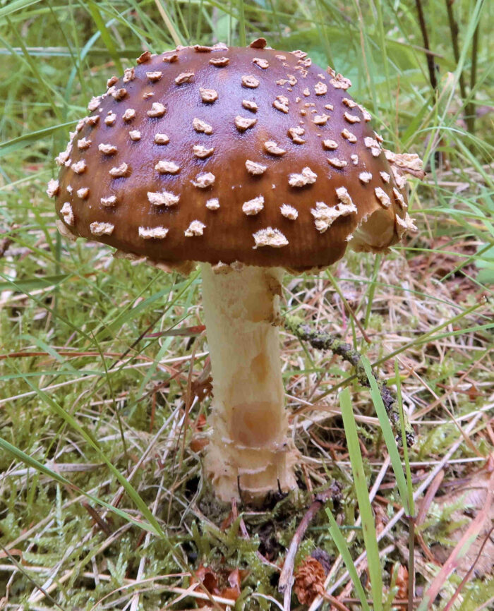 Amanita regalis – Königs-Fliegenpilz, wunderschönes Exemplar mit sehr schönen Velumflocken