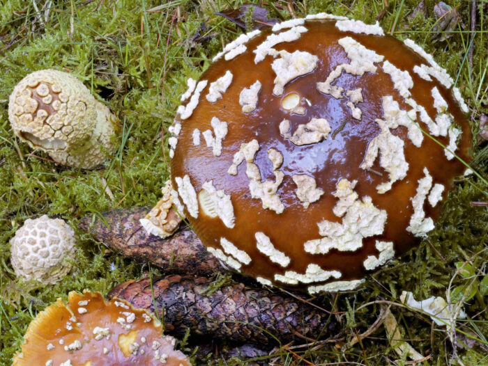 Amanita regalis – Königs-Fliegenpilz, das Exemplar hatte 9 cm Durchmesser