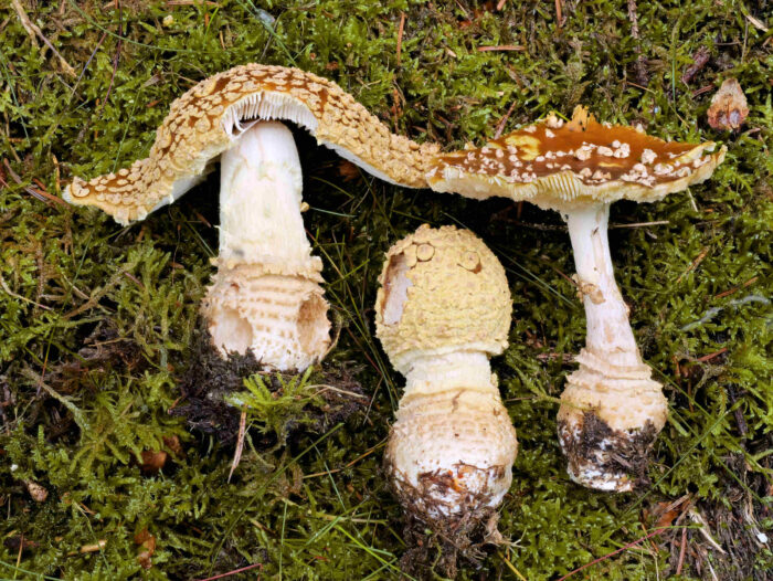 Amanita regalis – Königs-Fliegenpilz, kann bei ungenauem Hinsehen mit dem Perlpilz verwechselt werden