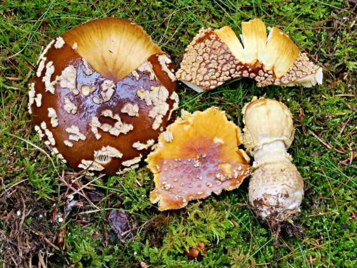 Amanita regalis – Königs-Fliegenpilz, die abgezogen Huthaut zeigt das gelbe Hutfleisch – ein sicheres Unterscheidungsmerkmal zum Perlpilz