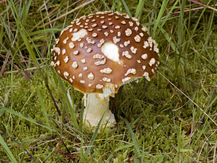 Amanita regalis – Königs-Fliegenpilz, schöne Gruppe mit Fruchtkörpern in allen Altersstadien