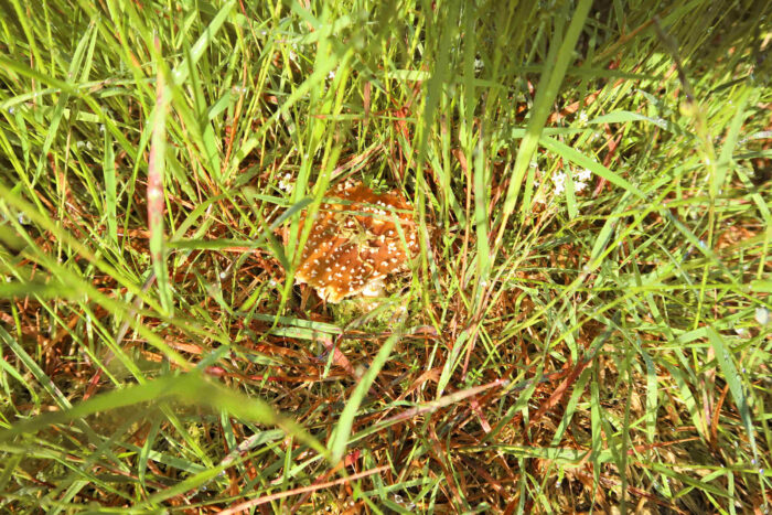 Amanita regalis – Königs-Fliegenpilz, schöne Gruppe mit Fruchtkörpern in allen Altersstadien