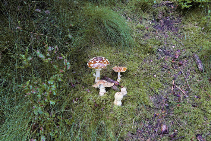 Amanita regalis – Königs-Fliegenpilz, schöne Gruppe mit Fruchtkörpern in allen Altersstadien